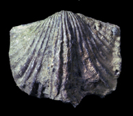 Platystrophia